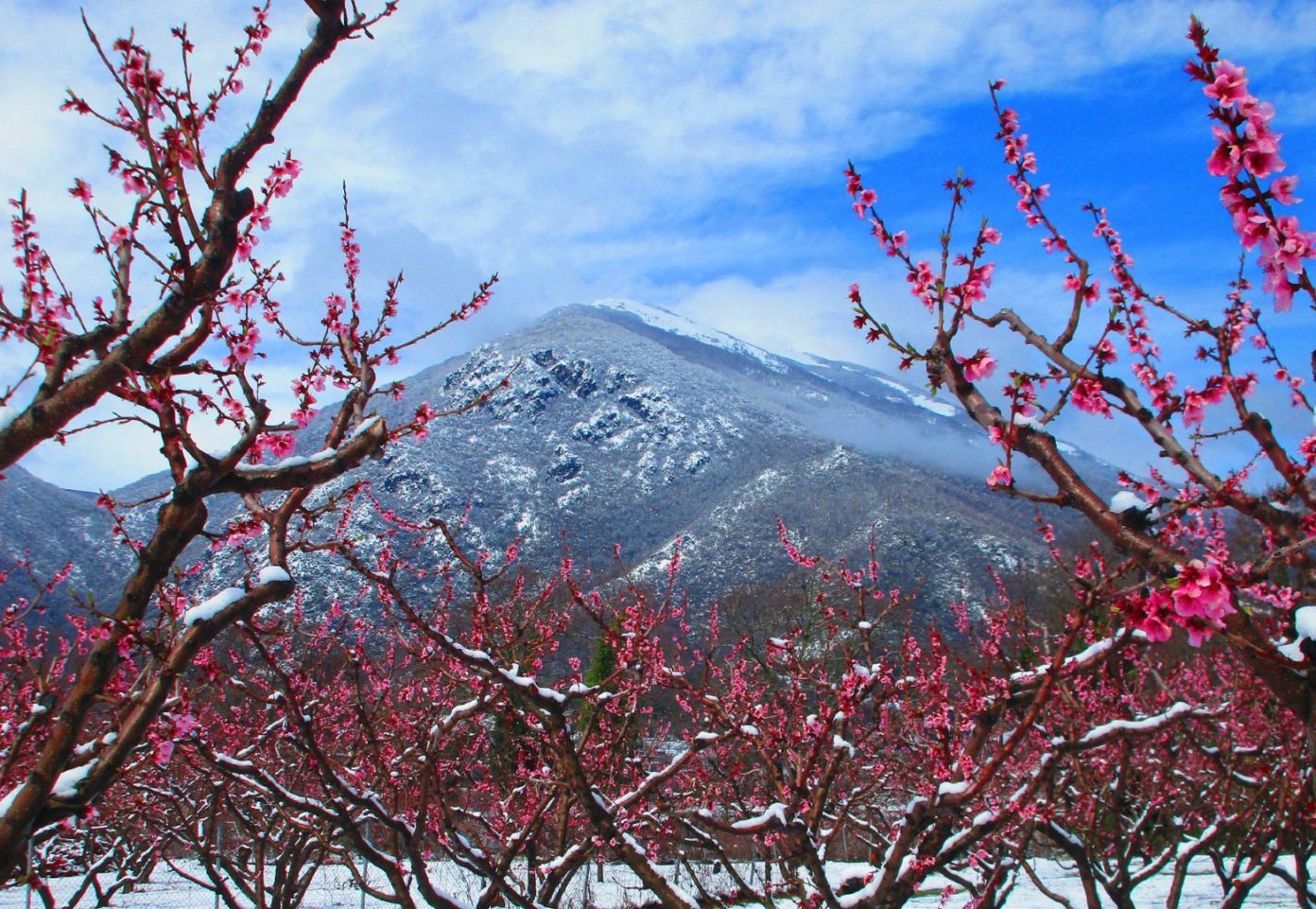 Ανθισμένες ροδακινιές, Βέρμιο/Φωτογραφία: Δημήτρης Μπαμίχας